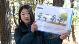 三保松原をPR大学生と企業が「松葉かき」体験ツアー企画=静岡市 | 静岡のニュース | SBSNEWS | 静岡放送