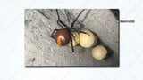 都内でも発見… 猛毒“セアカゴケグモ”   遭遇したときの対処法は【THE TIME,】|TBS NEWS DIG