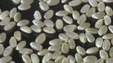 「非常に甘味・粘りバランスの良いお米」愛知の新米を初出荷 猛暑の影響ほぼなし|TBS NEWS DIG