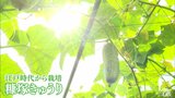 江戸時代から栽培続く伝統野菜「糠塚きゅうり」収穫最盛期　「体の動く限り守っていきたい」　青森県八戸市|TBS NEWS DIG