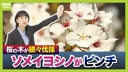 桜の代名詞「ソメイヨシノ」が減少へ?戦後に大量植樹→近年「高齢化」で伐採相次ぐ 温暖化による衰弱・開花異常も 日本の“春の景色”どうなる?【MBS米澤飛鳥解説委員】 | MBSニュース | 関西の最新ニュースを分かりやすく。