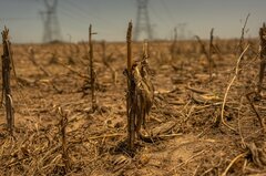 「メガ干ばつ」が世界中で発生、気候変動で長期化も－研究論文| TBS CROSS DIG with Bloomberg