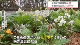 都城市などで1か月半ぶりに0.5ミリ以上の雨も･･･　今年は日照時間が長く　花の見ごろに異変も　|　MRTニュース ｜ ＭＲＴ宮崎放送
