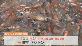 ホタルイカ“爆湧き”フィーバーで全国から“ハンター”殺到!「新月・晴れ・凪」条件そろい期待高まるが… 富山|TBS NEWS DIG