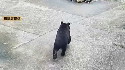 田んぼから顔を出したクマ 防犯カメラが捉えたその姿 15年前にも同じ家