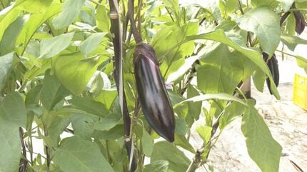 ヘタに棘がないナス「とげなし美茄子（びーなす）」の収穫始まる 皮の
