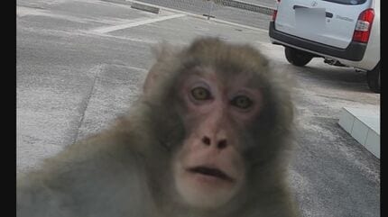 窓に「ドン！」野生サルが車に体当たりしてきた 窓にへばり付く姿が