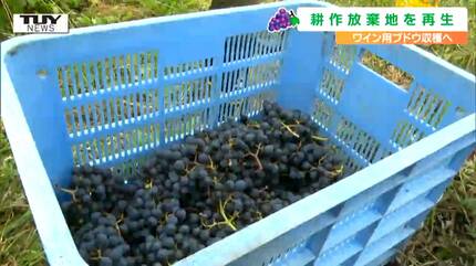 耕作放棄地で試験栽培されていたワイン用ブドウを収穫 今年は赤ワイン