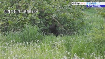 市街地でクマ出没相次ぐ 先日は岩手大学構内にも その背景と対策を専門