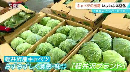 軽井沢ブランド」を全国へ！「夏秋キャベツ」の出荷が本格化する前に