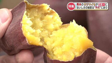 日本一のサツマイモが熊本に！美味しさの秘密は「収穫後の熟成」農家
