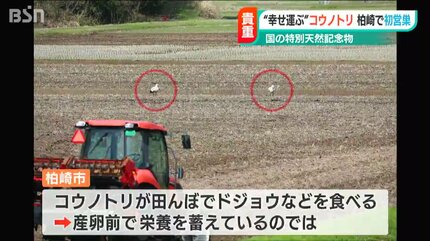 幸せを運ぶ”特別天然記念物『コウノトリ』が初めての巣作り 5月にも