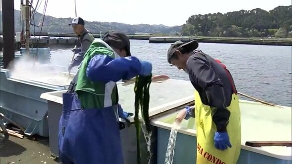 【大槌町山林火災】避難指示解除から一夜明け　漁師がシーズン終盤のワカメの収穫作業再開　|　IBC NEWS | IBC岩手放送