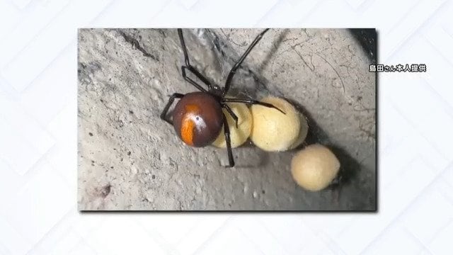 都内でも発見… 猛毒“セアカゴケグモ”   遭遇したときの対処法は【THE TIME,】|TBS NEWS DIG