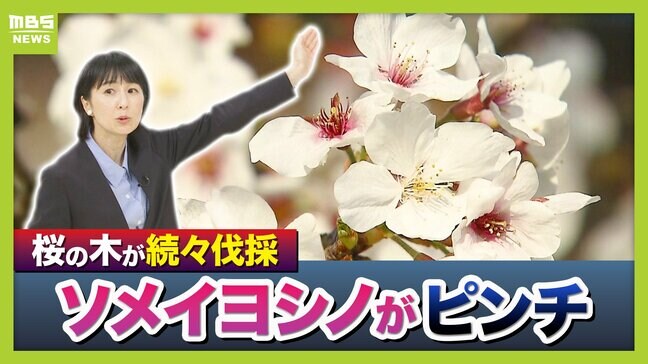 桜の代名詞「ソメイヨシノ」が減少へ？戦後に大量植樹→近年「高齢化」で伐採相次ぐ　温暖化による衰弱・開花異常も　日本の“春の景色”どうなる？【MBS米澤飛鳥解説委員】|TBS NEWS DIG
