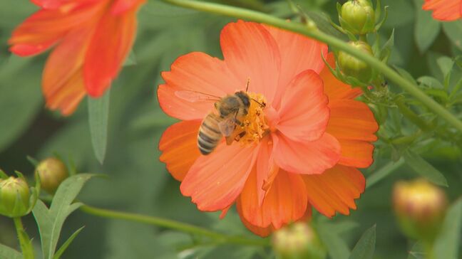 残暑厳しい中、安曇野では秋の訪れ「キバナコスモス」が見頃|TBS NEWS DIG
