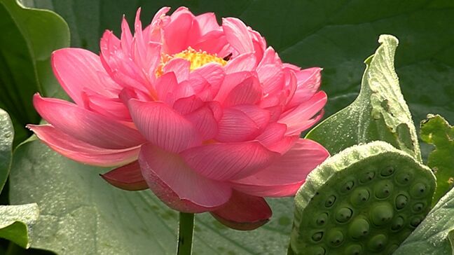 「見ごたえもあってきれい」久米南町の名物・約2万本のハスの花が見ごろ　宮地やすらぎの里【岡山】|TBS NEWS DIG