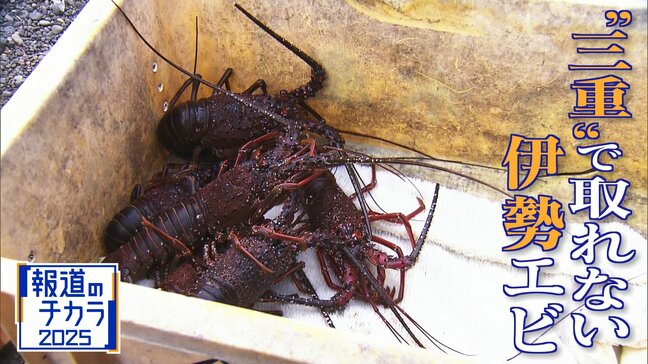 「黒潮大蛇行」終息も伊勢エビ戻らず “天敵”ウツボが増えた…伊勢志摩の海の異変 アワビやサザエが姿消した“磯焼けの海”は回復するのか|TBS NEWS DIG