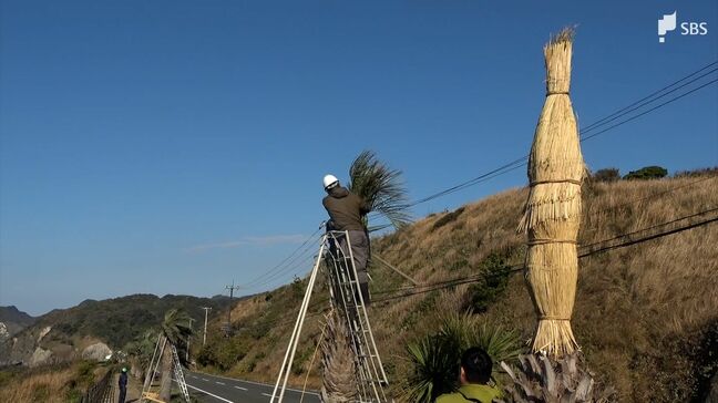 冬の到来に備えヤシのコモ掛け作業＝静岡・南伊豆町|TBS NEWS DIG