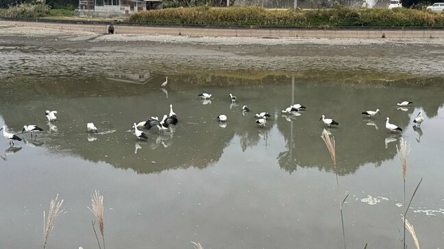 幸せを運ぶ「コウノトリ」国の特別天然記念物　岡山市で20羽を超える群れが‼　なぜ岡山にやってきた？|TBS NEWS DIG