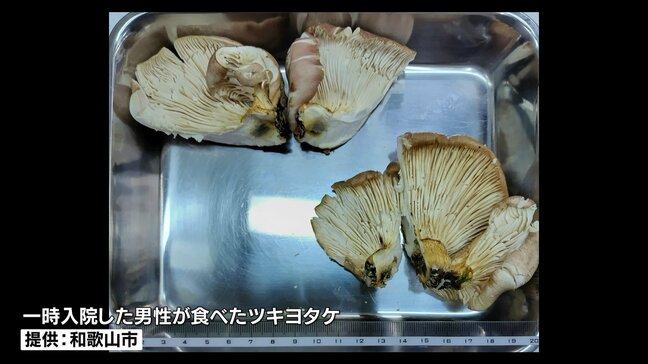 採取したキノコを撮影してAI判定 AIは“食べられる”と回答も… 実際は「毒キノコ」 和歌山市の70代男性が嘔吐の症状で一時入院 「AIや図鑑で自己判断するのは危険」市が注意呼びかけ|TBS NEWS DIG
