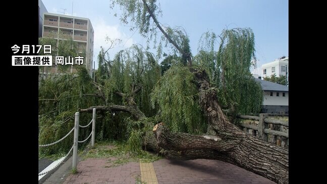 烏城みちで倒木のおそれがある木を伐採 ← 今月17日付近で街路樹の倒木を受けて【岡山】|TBS NEWS DIG