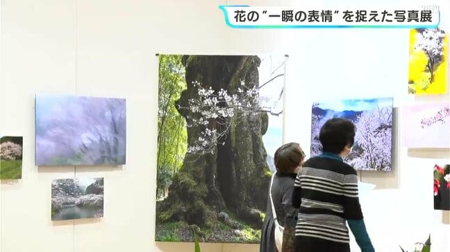 四季の花々73点が集結　花の“一瞬の表情”を捉えた写真展|TBS NEWS DIG