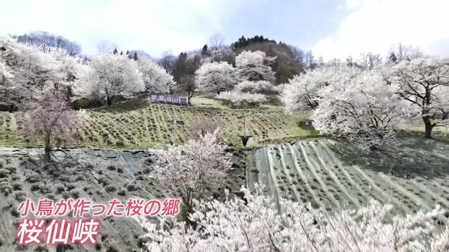 長野・池田町 “小鳥が作った桜の郷” 桜仙峡　里山を春色に染める「桜のパッチワーク」に|TBS NEWS DIG