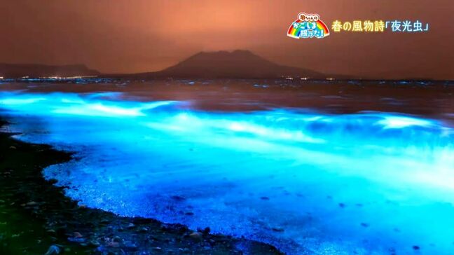 神秘的な春の風物詩「夜光虫」垂水市【亀ちゃんのかごしま撮った!】|TBS NEWS DIG