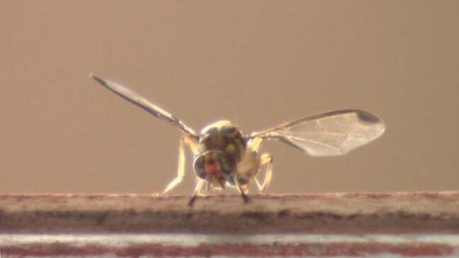 ウリ科の果実を食い荒らす「セグロウリミバエ」根絶へ　不妊操作した虫を空から120万匹放つ|TBS NEWS DIG