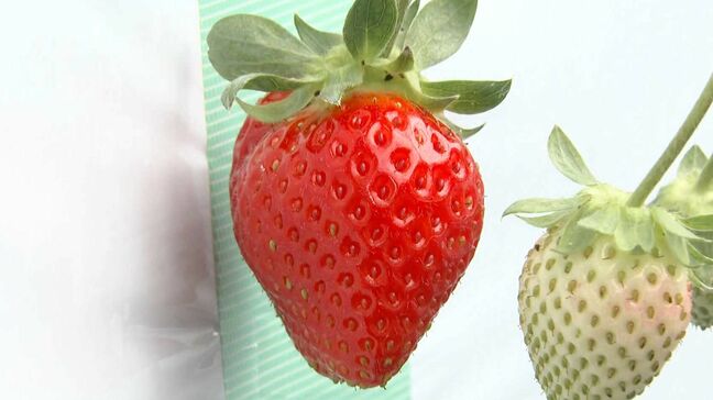 超促成栽培・9月末から収穫できるイチゴ　オール電化栽培2年目は　価格高めでも売れ行き上々　AI活用でコスト削減　九州電力が取り組むスマート農業|TBS NEWS DIG