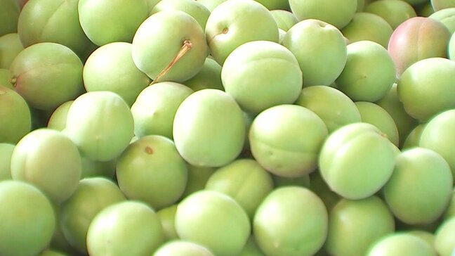 梅酒の仕込み始まる 実の張り・大きさに太鼓判 3年かけて熟成 大分・日田市|TBS NEWS DIG