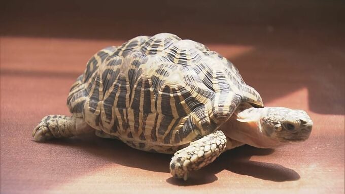 ｢カメを捕獲している｣ 住宅の駐車場で“インドホシガメ”とみられるカメが見つかる 体長は約20センチ 譲渡や販売には環境省の登録･許可が必要 岐阜･垂井町【画像あり】|TBS NEWS DIG