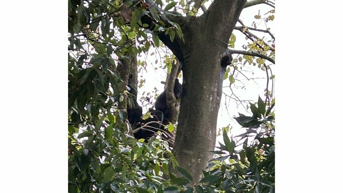 【画像】柿の木に上る3頭のクマは親子か...地面に下りたところを "緊急銃猟" で駆除　場所は神社付近（山形・酒田市）　|　山形のニュース│TUYテレビユー山形