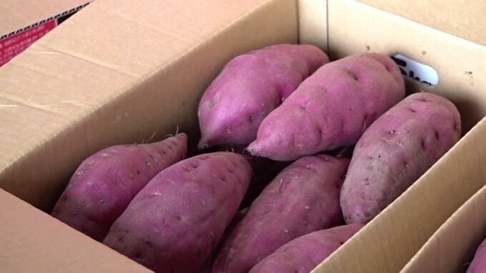 「ほくほくとした食感と甘み」　加賀野菜・五郎島金時 初出荷　|　石川県のニュース｜MRO北陸放送