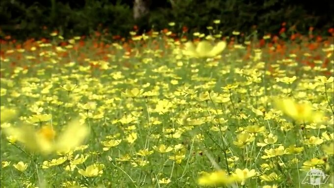 満開のキバナコスモス3万本超　10月中旬まで見ごろ　訪れた人たちの心和ませる　青森・十和田市　|TBS NEWS DIG