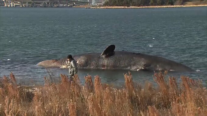 【速報】死んだ“迷いクジラ”体内のガス抜き「紀伊水道沖まで運び沈める」ことを正式決定『18日朝から船に積み込み撤去開始』大阪市|TBS NEWS DIG