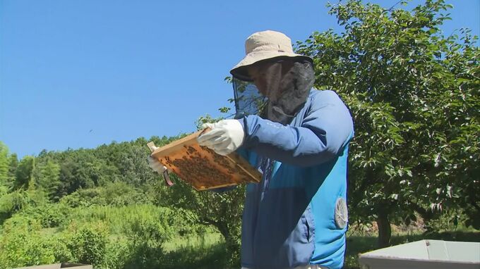 ミツバチに魅せられて…結婚式の引き出物「ナッツの蜂蜜漬け」で運命が変わった男性　Uターンし転職、養蜂経験ゼロからの挑戦|TBS NEWS DIG