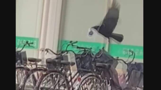 「完全に常習犯」バッグを漁り…盗みの瞬間　初夏のカラスに注意　|　BSSニュース | BSS山陰放送