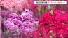 10日は「母の日」　カーネーションの出荷がピーク迎える　トレンドは『大輪系』　|　高知のニュース・天気｜KUTV NEWS | KUTVテレビ高知