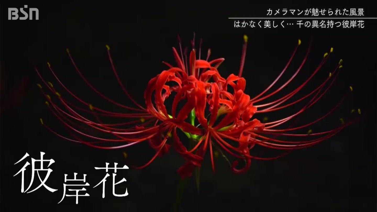 天界に咲く花 彼岸花の咲く風景 Tbs News Dig