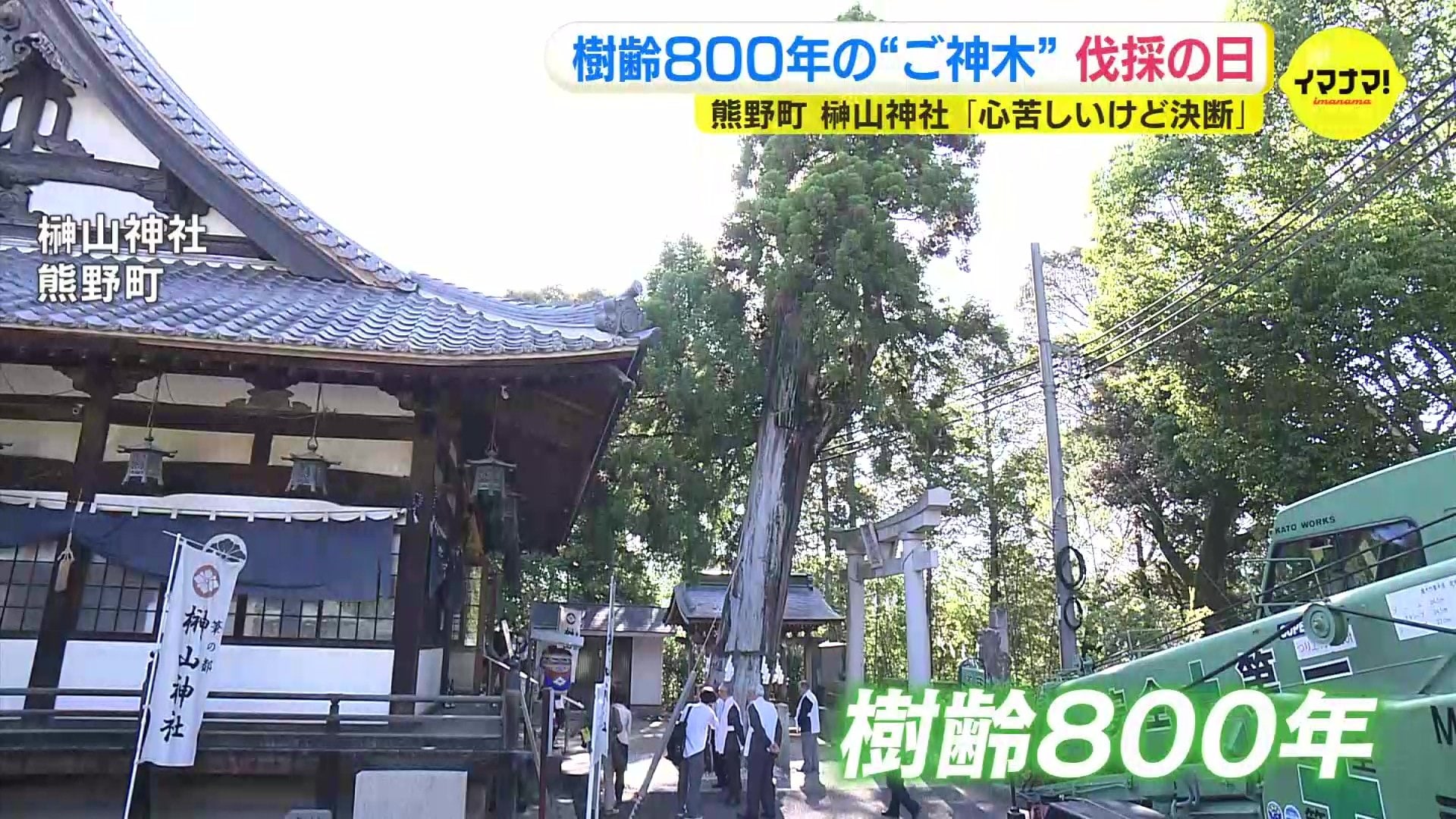 心苦しいが決断した」樹齢800年の「ご神木」を伐採 広島・熊野町
