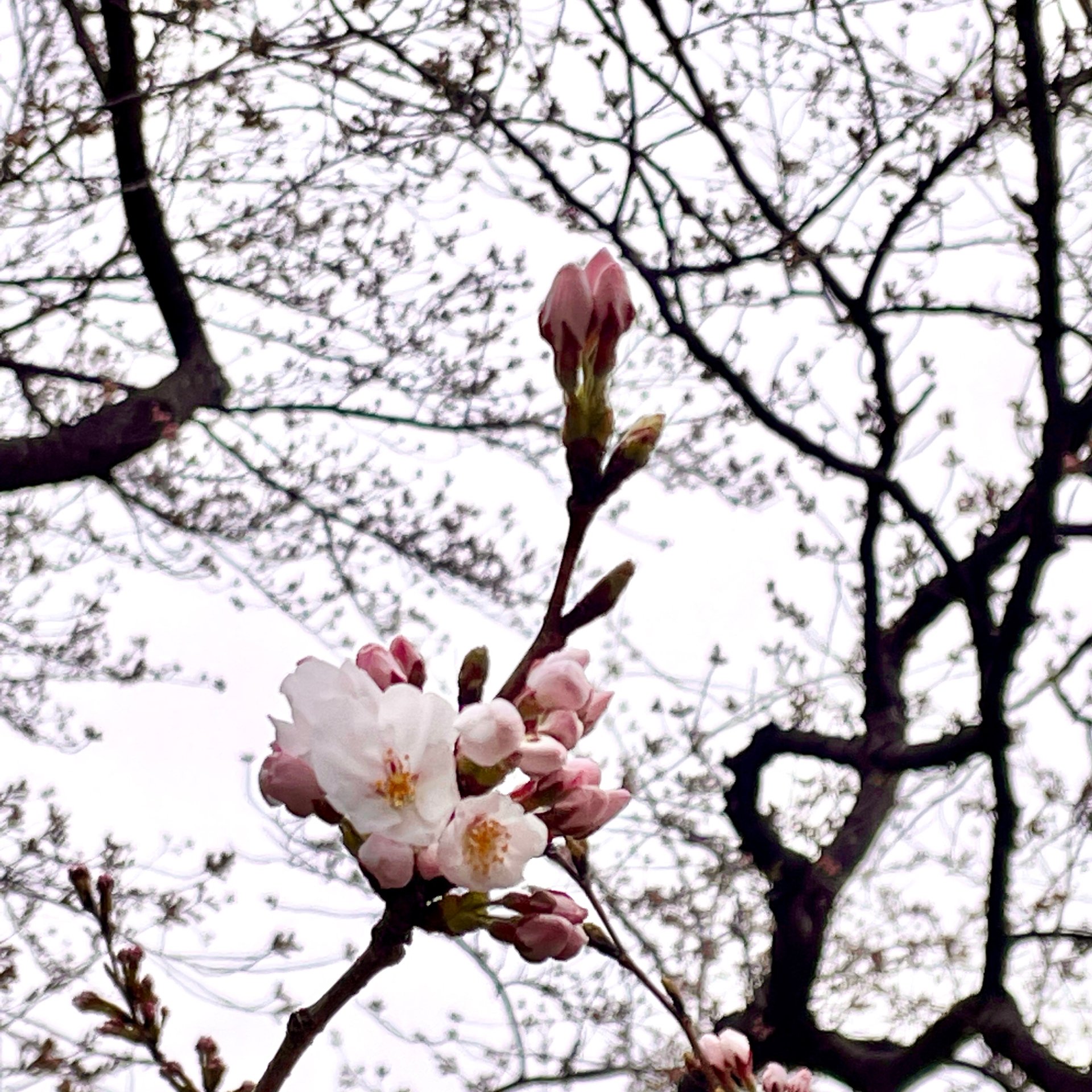 速報】高田の桜開花宣言 観測史上最も早い開花 新潟・上越市 | 新潟の