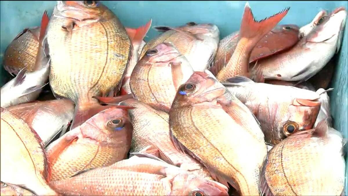 img_f6133e1a5f236e6cc0b7d12458