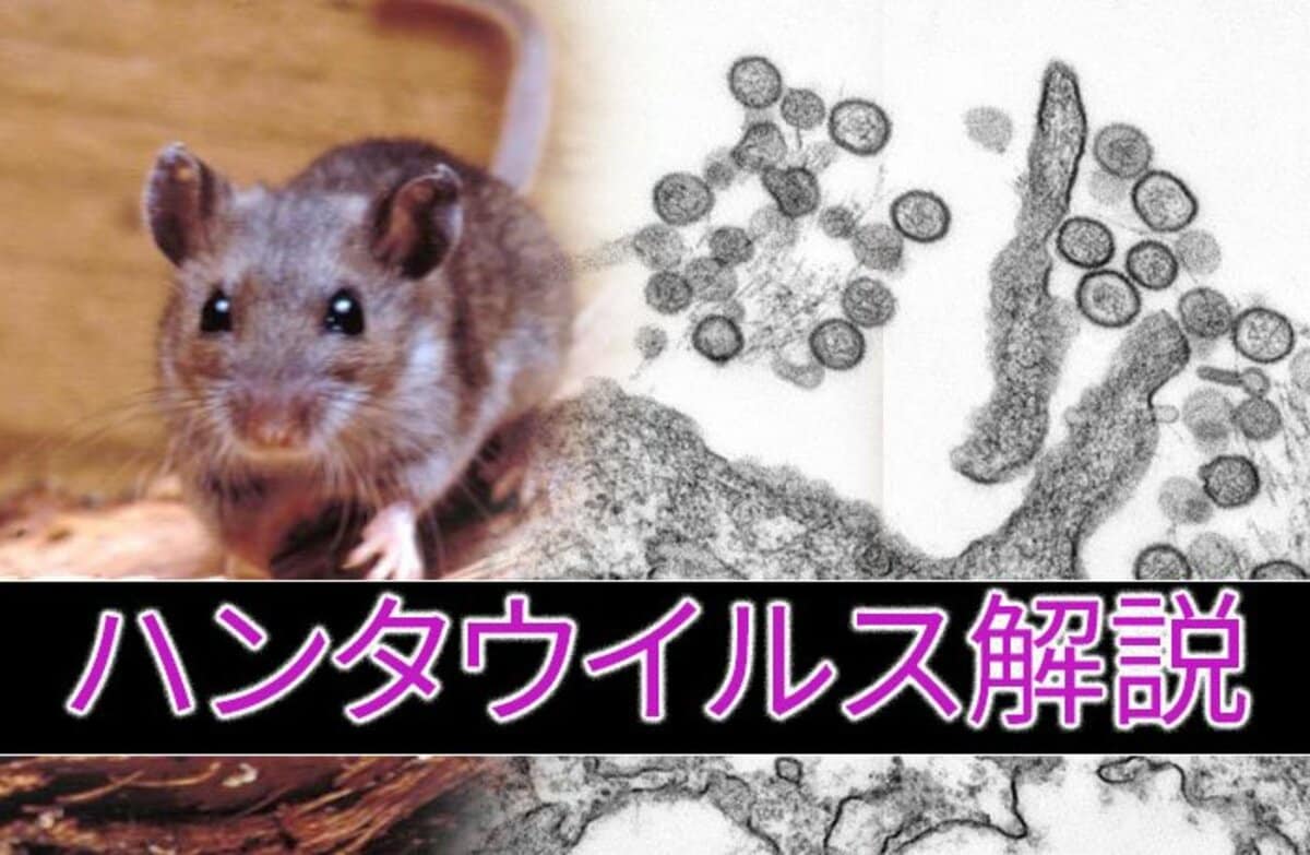 【ハンタウイルスとは】クルーズ船で死者…「日本の過去の感染事例」と致死率高い「アンデス株」の違い「もし日本国内に入ってきたら？」