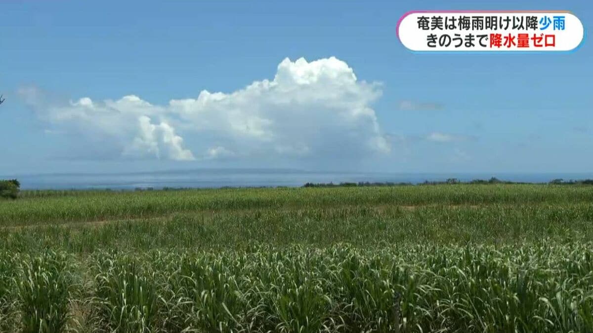 奄美大島は少雨　今月は21日まで降水量ゼロ