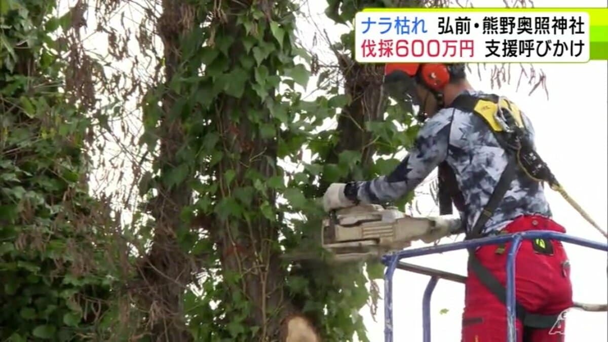 6本被害にあったので600万円」ナラ枯れ被害で伐採作業の費用かさむ神社