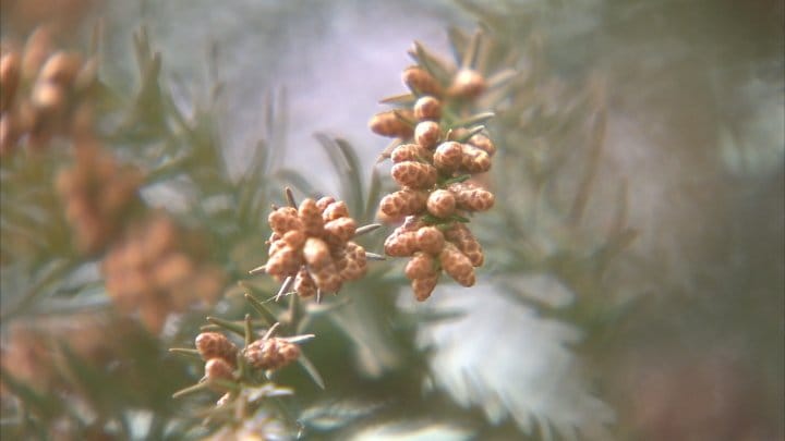 来年春のスギ・ヒノキ花粉　今年春の2.5倍に大幅増加の見込み　夏の猛暑など原因　山梨