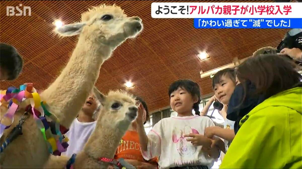 サムネイル_「可愛すぎて “滅” でした」小学生も大興奮! 山古志からアルパカ親子が小学校に “入学” 12月まで児童が飼育 新潟・見附市