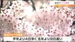 仙台で「サクラ満開」開花から満開まで7日以上は2010年以来“14年ぶり”|TBS NEWS DIG